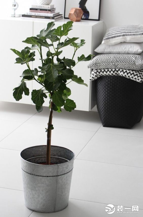 家居装修中的网红植物大盘点 2018最新排行榜